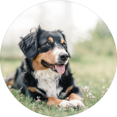 Img main stimulation